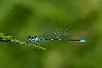 c4402 idlko irokoskvrnn (Coenagrion pulchellum) 