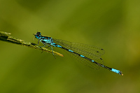 c4414 idlko irokoskvrnn (Coenagrion pulchellum) 