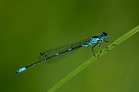 c4475 idlko irokoskvrnn (Coenagrion pulchellum) 