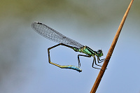 	6000.	 idlko vt (Ischnura elegans)
