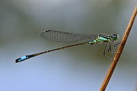 	6010.	 idlko vt (Ischnura elegans)