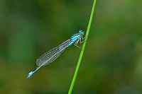 	7806.	 idlko vt (Ischnura elegans)