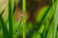 	A1351	 idlko vt (Ischnura elegans)