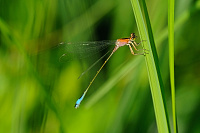 	A1358	 idlko vt (Ischnura elegans)