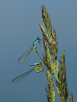 	A1805	 idlko vt (Ischnura elegans)
