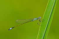 	A1866	 idlko vt (Ischnura elegans)