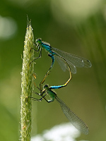 b1998 idlko vt (Ischnura elegans)