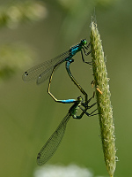 b2005 idlko vt (Ischnura elegans)