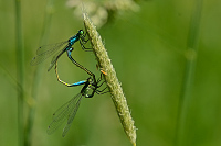 b2010 idlko vt (Ischnura elegans)