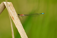 b3282 idlko vt (Ischnura elegans)