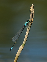 b4346 idlko vt (Ischnura elegans)