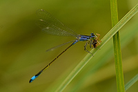 b5633 idlko vt (Ischnura elegans)