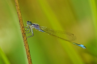 b9463 idlko vt (Ischnura elegans)