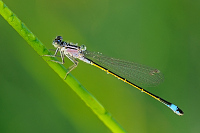 b9475 idlko vt (Ischnura elegans)