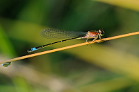 b9598 idlko vt (Ischnura elegans)