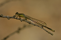 c0370. idlko vt (Ischnura elegans)