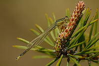 c0384. idlko vt (Ischnura elegans)