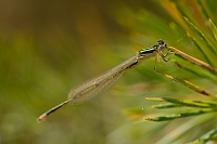 c0531. idlko vt (Ischnura elegans)