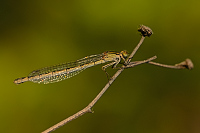 c1563. idlko vt (Ischnura elegans)