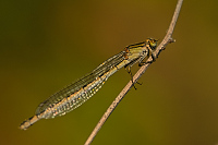 c1581. idlko vt (Ischnura elegans)