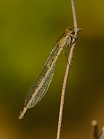c1612. idlko vt (Ischnura elegans)