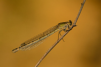 c1624. idlko vt (Ischnura elegans)