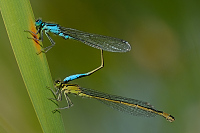 c3363. idlko vt (Ischnura elegans)