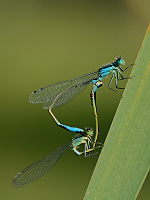 e1542. idlko vt (Ischnura elegans)
