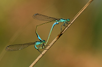 g2881. idlko vt (Ischnura elegans)