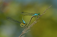 g2893. idlko vt (Ischnura elegans)