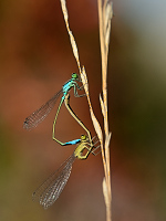 g2908. idlko vt (Ischnura elegans)