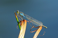 	5491.	 �id�lko znamenan� (Erythromma viridulum)