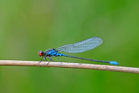 	7760.	 �id�lko znamenan� (Erythromma viridulum)