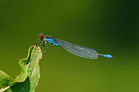 idlko znamenan (Erythromma viridulum)