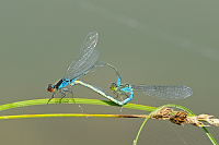 	A4525	 �id�lko znamenan� (Erythromma viridulum)