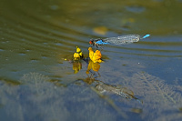 	A4798	 �id�lko znamenan� (Erythromma viridulum)