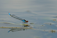 	A6118	 �id�lko znamenan� (Erythromma viridulum)