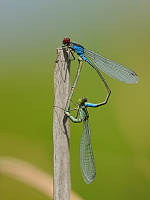 	A6142	 �id�lko znamenan� (Erythromma viridulum)