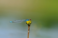 	A6206	 �id�lko znamenan� (Erythromma viridulum)