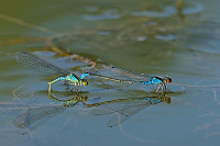 b4291 �id�lko znamenan� (Erythromma viridulum)