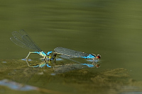 b4307 �id�lko znamenan� (Erythromma viridulum)