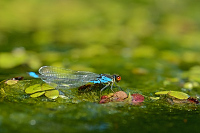 d2238. �id�lko znamenan� (Erythromma viridulum)