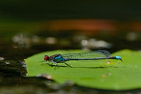 f1812. �id�lko znamenan� (Erythromma viridulum)