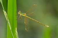 f2406. dlatka brvnat (Lestes barbarus)