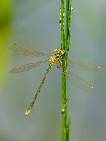 f2420. dlatka brvnat (Lestes barbarus)