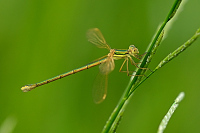 f2426. dlatka brvnat (Lestes barbarus)