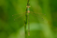 dlatka brvnat (Lestes barbarus)