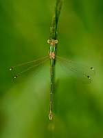 f2491. dlatka brvnat (Lestes barbarus)