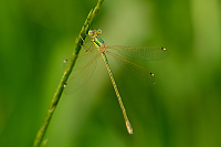 f2536. dlatka brvnat (Lestes barbarus)