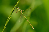f2568. dlatka brvnat (Lestes barbarus)